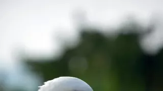 Pytačky vo svete zvierat (5/5)