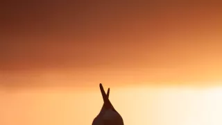 Pytačky vo svete zvierat (5/5)