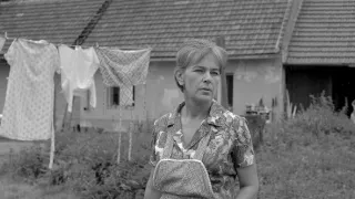 Křeček