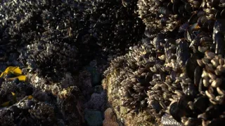 Zákonitosti prírody