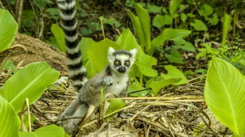 Zázraky divočiny: Madagaskar (1)