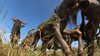 Zázračná planeta: Serengeti III (3/6)