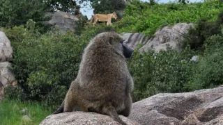 Zázračná planeta: Serengeti III (3/6)