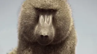 Zázračná planeta: Serengeti III (3/6)