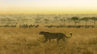 Zázračná planeta: Serengeti III (3/6)