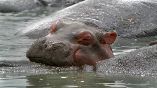 Zázračná planeta: Serengeti III (3/6)