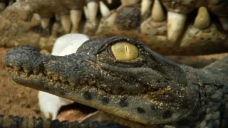 Zázračná planeta: Serengeti III (3/6)