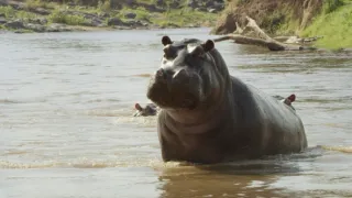 Zázračná planeta: Serengeti III (3/6)