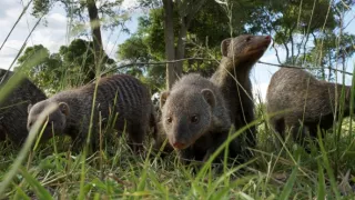 Zázračná planeta: Serengeti III (3/6)