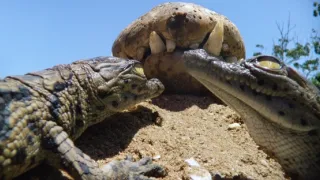 Zázračná planeta: Serengeti III (3/6)