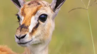 Zázračná planeta: Serengeti III (3/6)