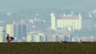Bratislava, město uprostřed přírody