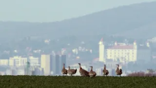 Bratislava, město uprostřed přírody