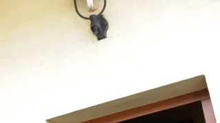 Ano, šéfe!
