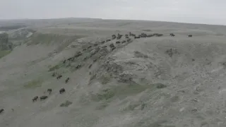Znovuzrozená divočina Skalnatých hor: Od Yellowstonu k Yukonu (1/4)