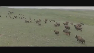 Znovuzrozená divočina Skalnatých hor: Od Yellowstonu k Yukonu (1/4)
