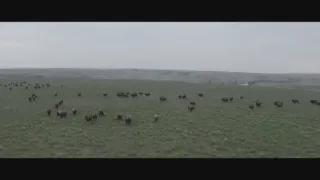 Znovuzrozená divočina Skalnatých hor: Od Yellowstonu k Yukonu (1/4)