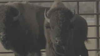 Znovuzrozená divočina Skalnatých hor: Od Yellowstonu k Yukonu (1/4)