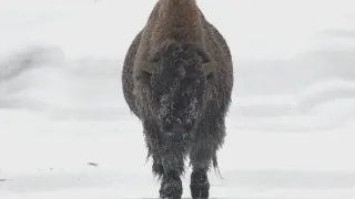 Znovuzrozená divočina Skalnatých hor: Od Yellowstonu k Yukonu (1/4)