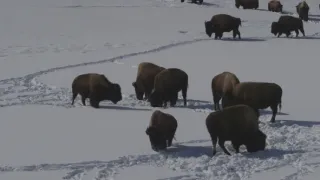 Znovuzrozená divočina Skalnatých hor: Od Yellowstonu k Yukonu (1/4)
