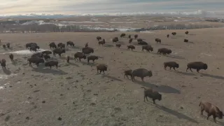 Znovuzrozená divočina Skalnatých hor: Od Yellowstonu k Yukonu (1/4)