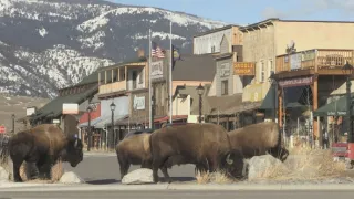 Znovuzrozená divočina Skalnatých hor: Od Yellowstonu k Yukonu (1/4)