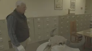 Znovuzrozená divočina Skalnatých hor: Od Yellowstonu k Yukonu (1/4)