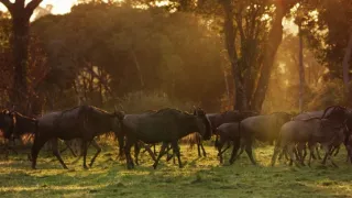 Zázračná planeta: Serengeti III (4/6)