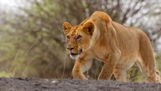 Zázračná planeta: Serengeti III (4/6)