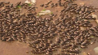 Zázračná planeta: Serengeti III (4/6)