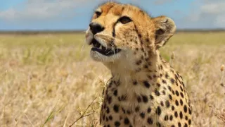 Zázračná planeta: Serengeti III (4/6)