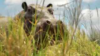 Zázračná planeta: Serengeti III (4/6)