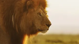 Zázračná planeta: Serengeti III (4/6)