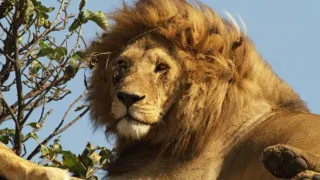 Zázračná planeta: Serengeti III (4/6)