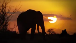 Kdysi dávno v Tsavu (2/2)