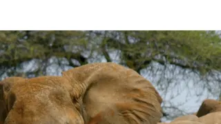 Kdysi dávno v Tsavu (2/2)