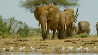 Kdysi dávno v Tsavu (2/2)