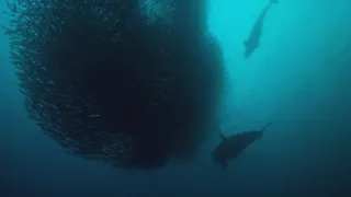 Dokonalí morskí predátori (1/4)