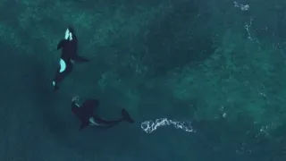 Dokonalí morskí predátori (1/4)