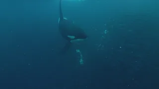 Dokonalí morskí predátori (1/4)