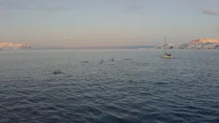 Dokonalí morskí predátori (1/4)