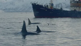 Dokonalí morskí predátori (1/4)