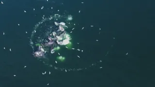 Dokonalí morskí predátori (1/4)