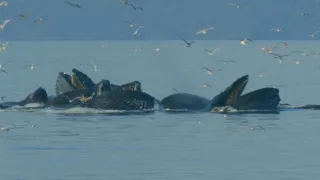 Dokonalí morskí predátori (1/4)