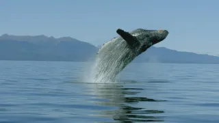 Dokonalí morskí predátori (1/4)