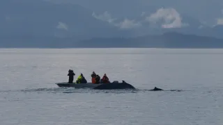 Dokonalí morskí predátori (1/4)