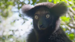 Zázraky divočiny: Madagaskar (1)