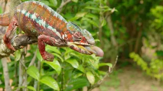 Zázraky divočiny: Madagaskar (1)