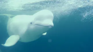 Tajemství Arktidy II (7)