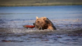 Tajemství Arktidy II (7)